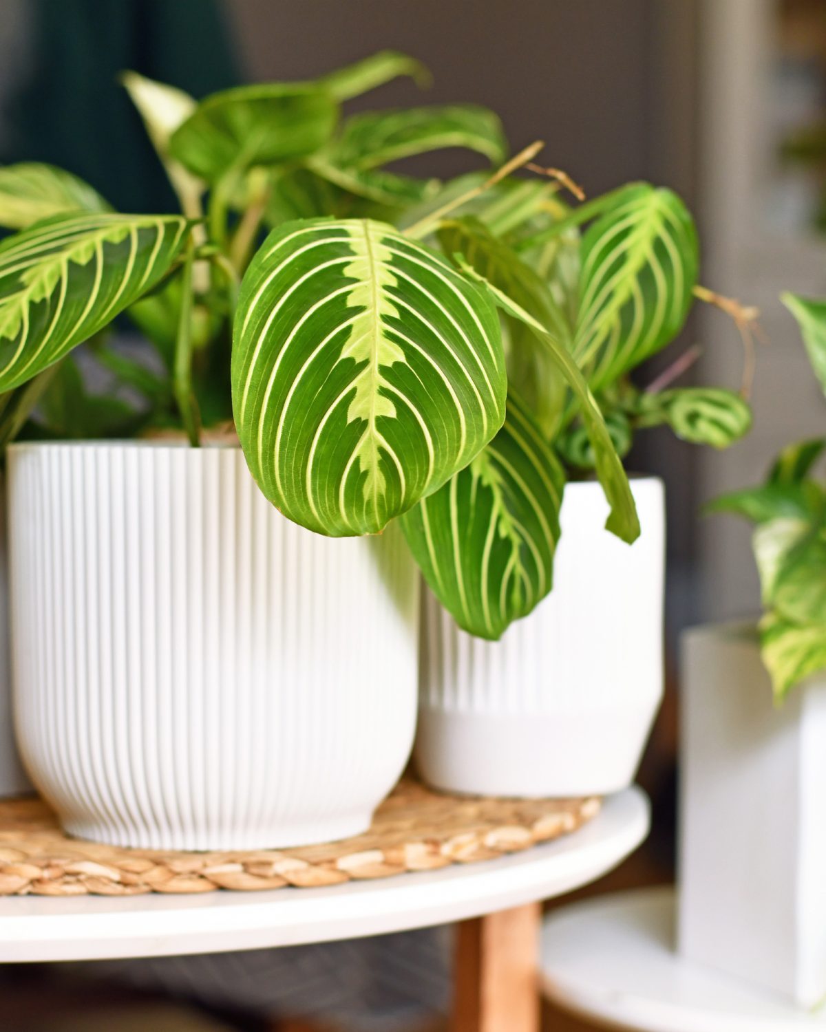 After hours houseplants original