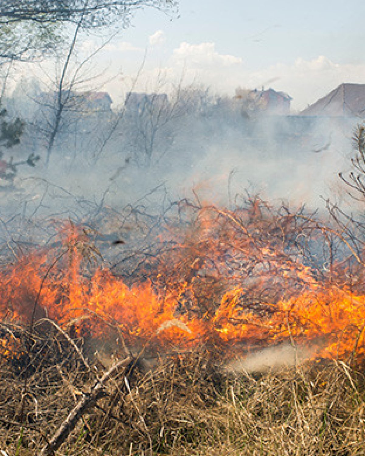 MSU After Hours: Wildfire Smart Residential Landscape Design & Maintenance